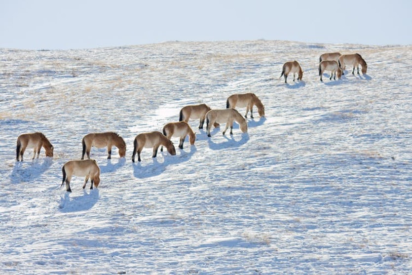 Back where they belong: przewalski’s horses in the mongolian wilderness.