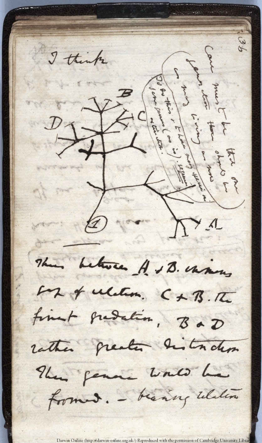 Darwin's first sketch showing his idea for an evolutionary tree.