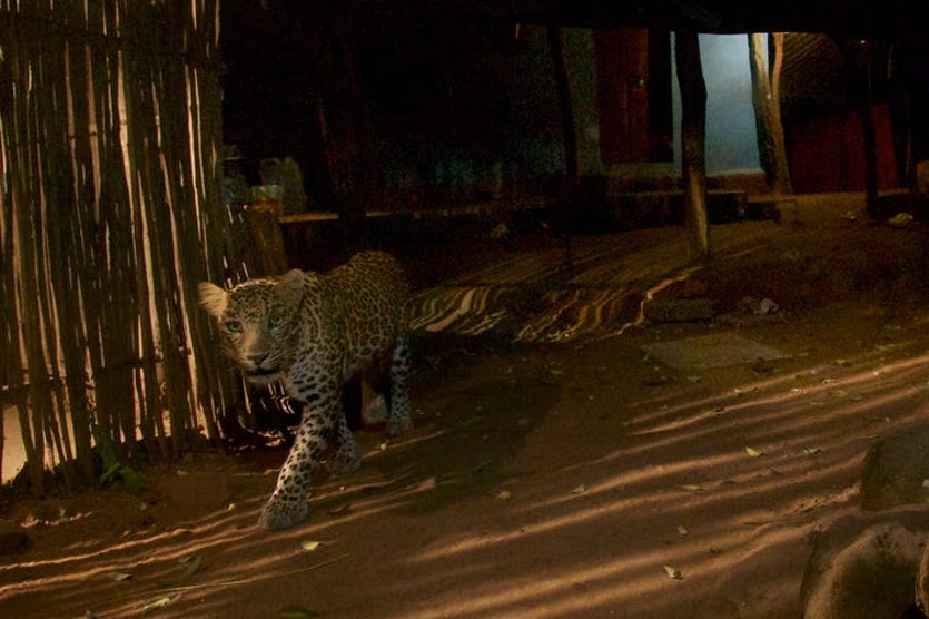 Leopards prey on Mumbai’s dogs.