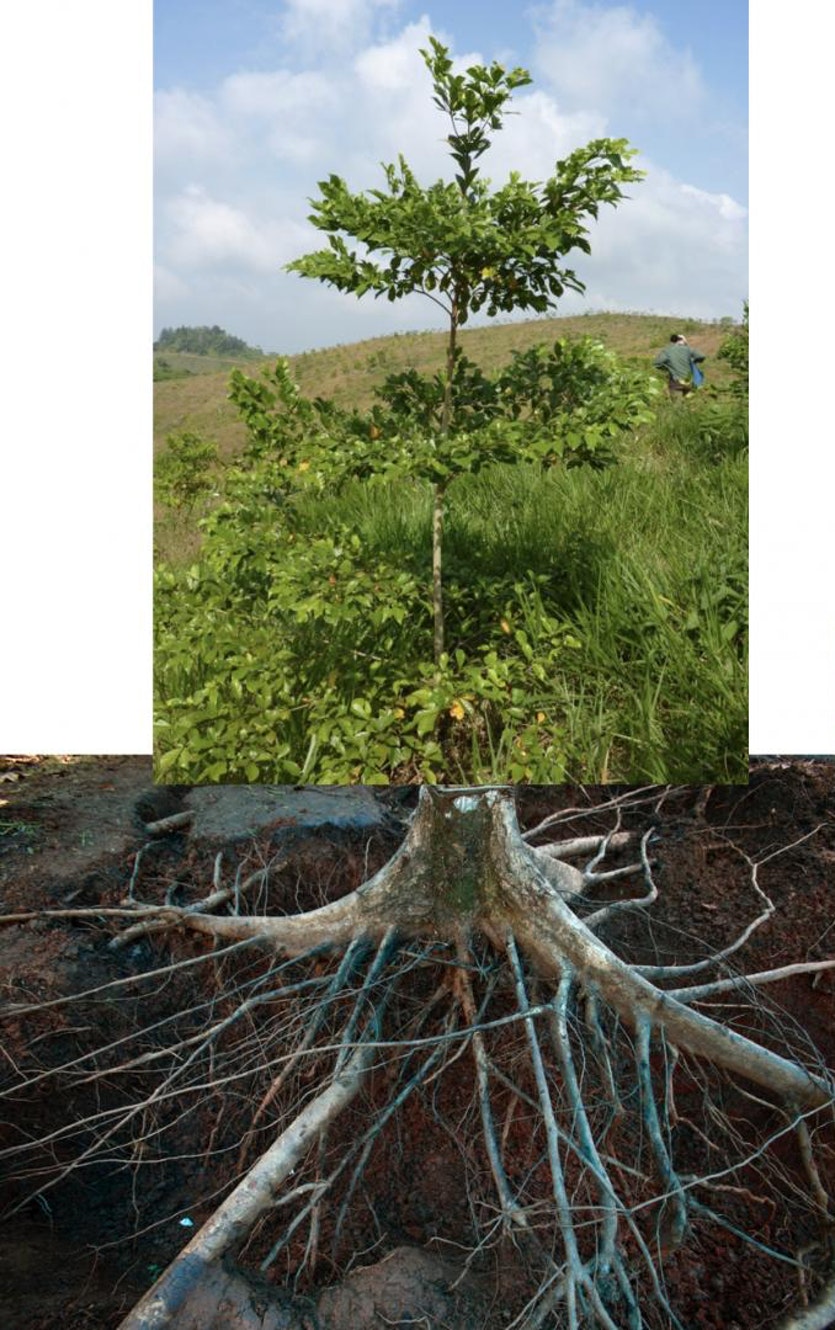 As above, so below: The root systems of tropical trees may represent 30 percent of the total tree biomass.
