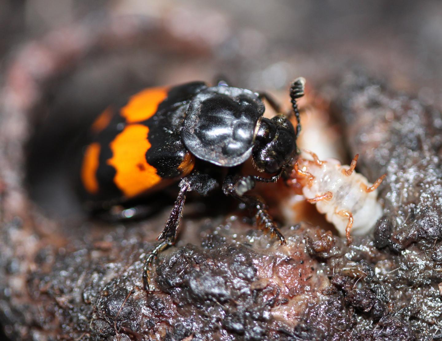 A mother burying beetle feeds her young.