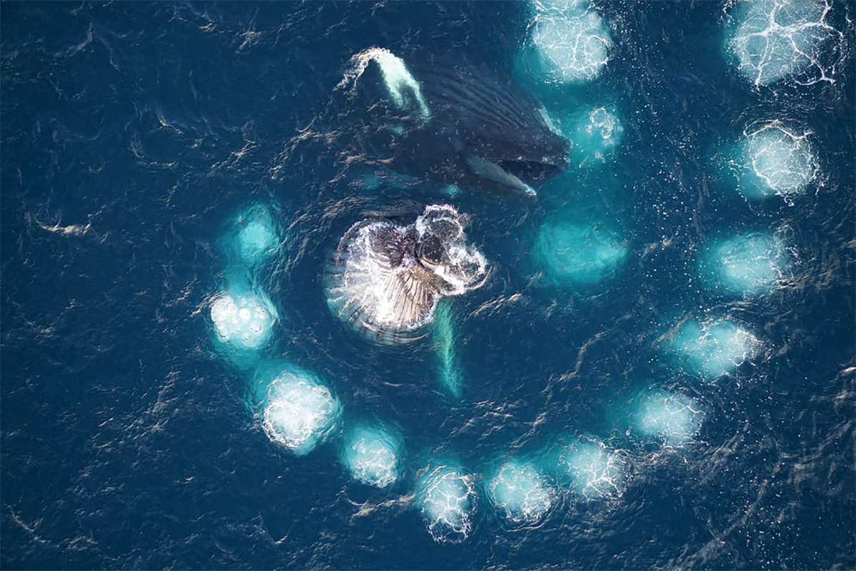 A pair of humpback whales trap krill at the centre of a spiral of bubbles.