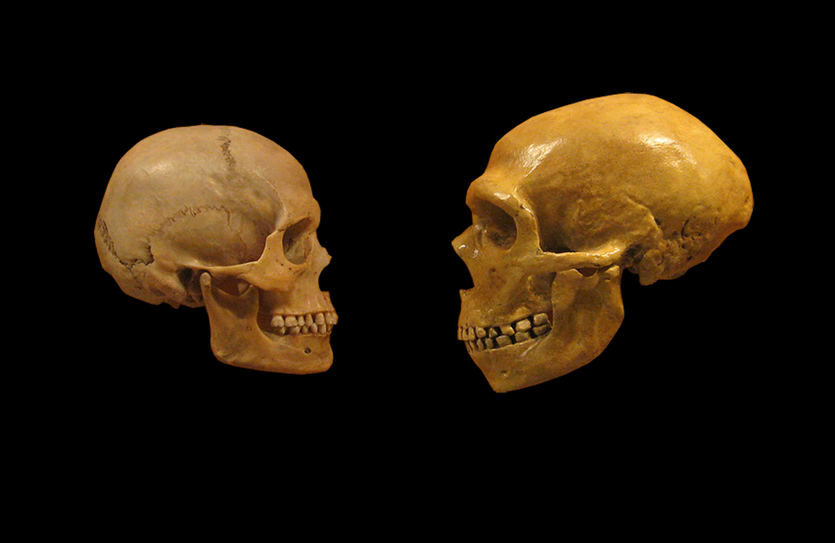A comparison between a modern human skull (left) and a neanderthal.