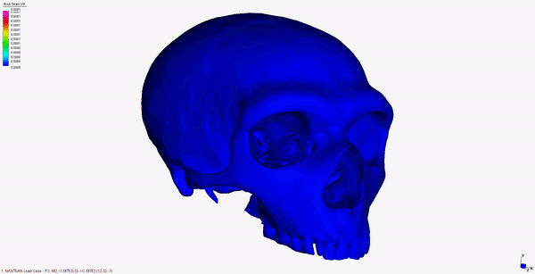 A 3d model of neanderthal skull, showing its well adapted nasal region.