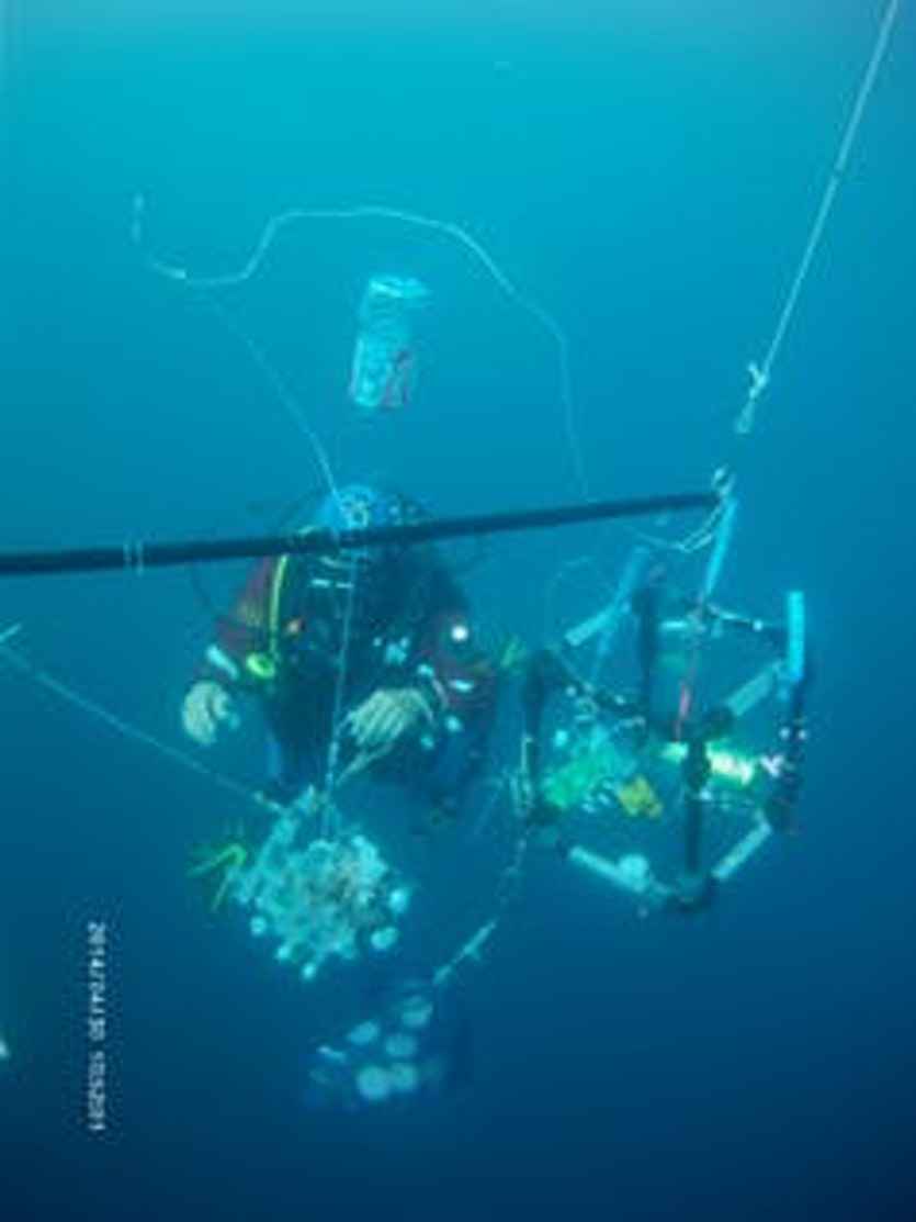 The ‘salpatron’ allows researchers to conduct feeding studies underwater.