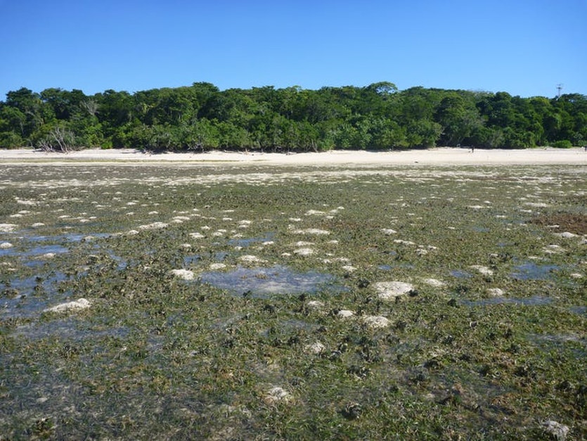 Green island seagrass meadow exposed at low tide.