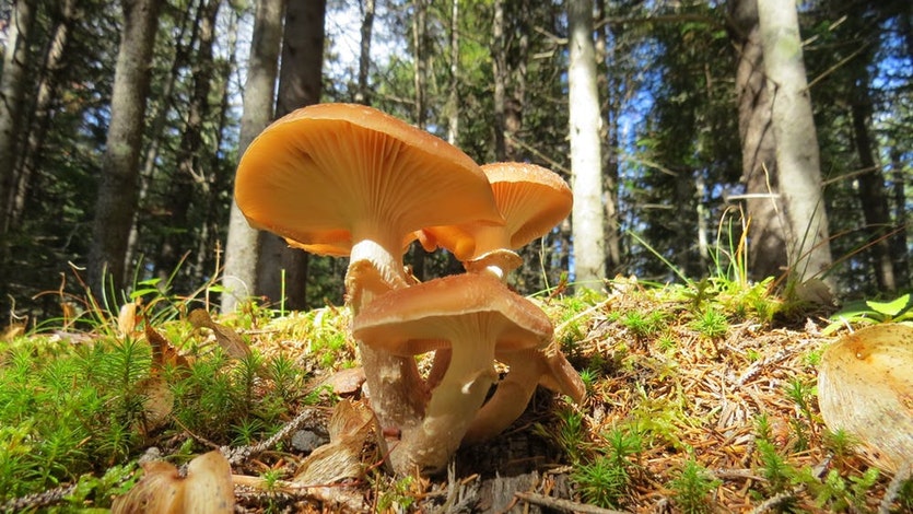 The honey fungus is connected by vast underground transportation networks, spanning many kilometres.