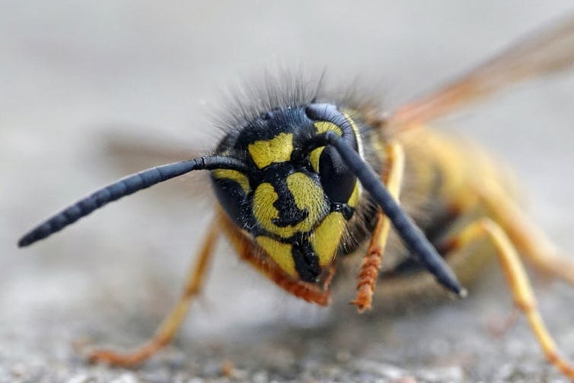 Yes, they’re annoying at picnics – but european wasp brains are capable of face recognition.