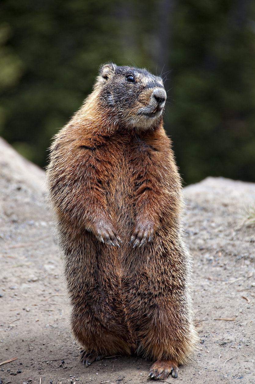 A marmot, carrier of plague-infested fleas.