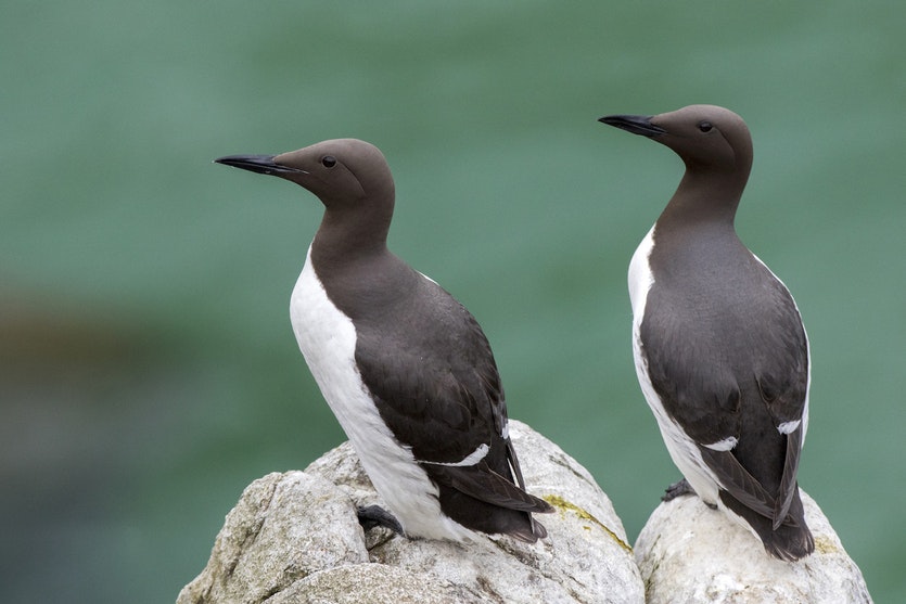 Life on the edge: a pair of common murres (Uria aalge).