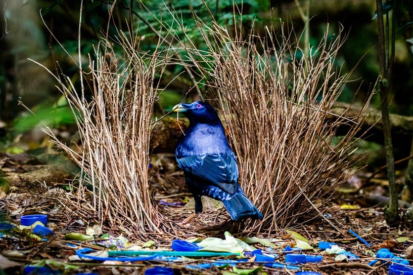 The satin bowerbird collects blue objects to decorate his bower – but it’s not symbolic behaviour.