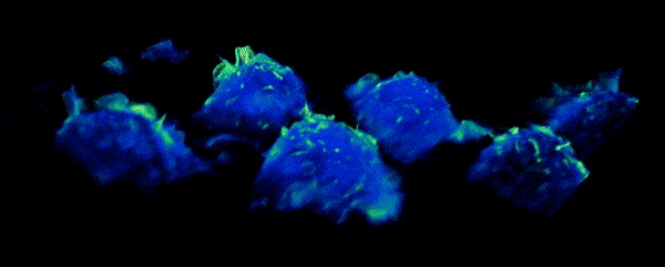 Macrophages at work.