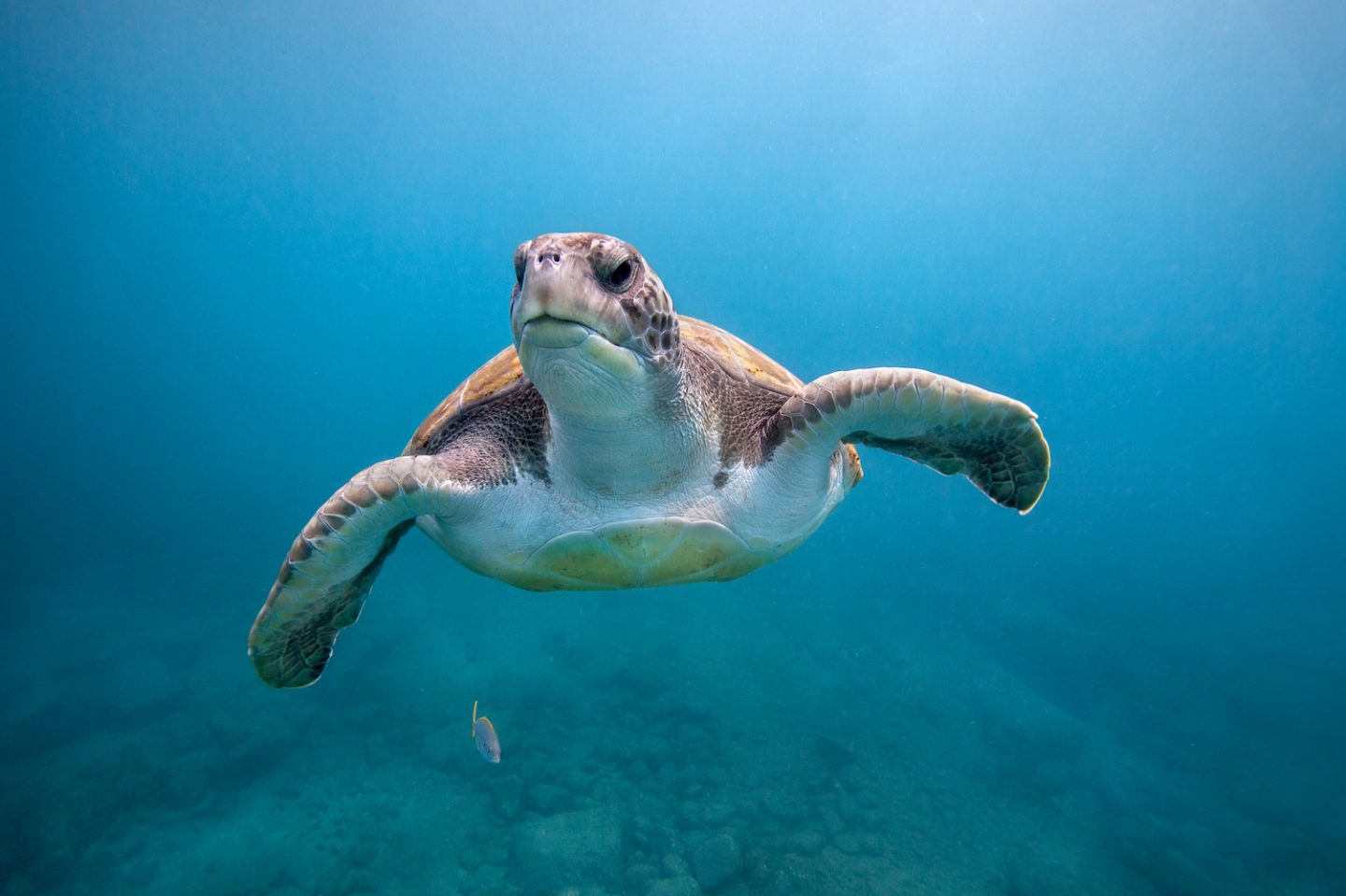 An endangered green sea turtle swims near El Puertito beach on the island of Tenerife in the Canary Islands.