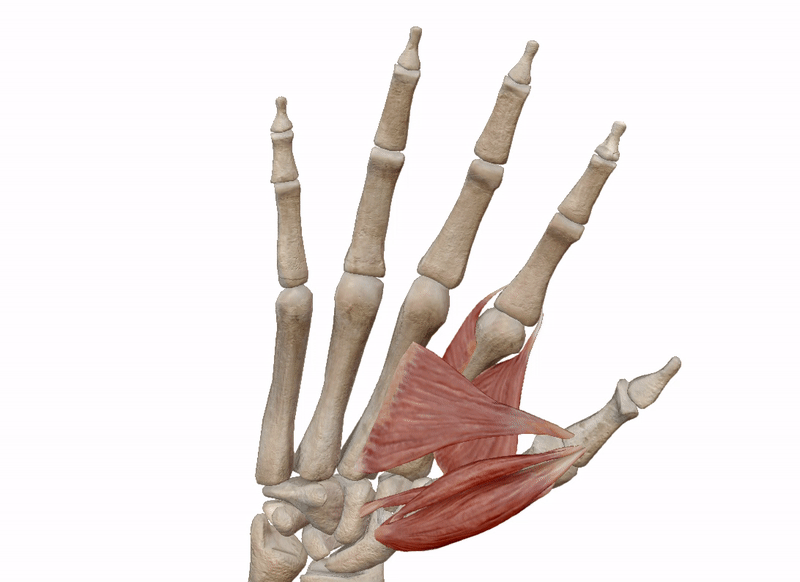 Analysis of neanderthal hands revealed they used them for delicate and precise purposes, not power gripping.