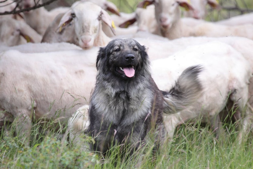 Karst Shepherds are commonly used in Europe to protect livestock. This Karst Shepherd was donated to farmers as part of the LIFE SloWolf project in Slovenia.