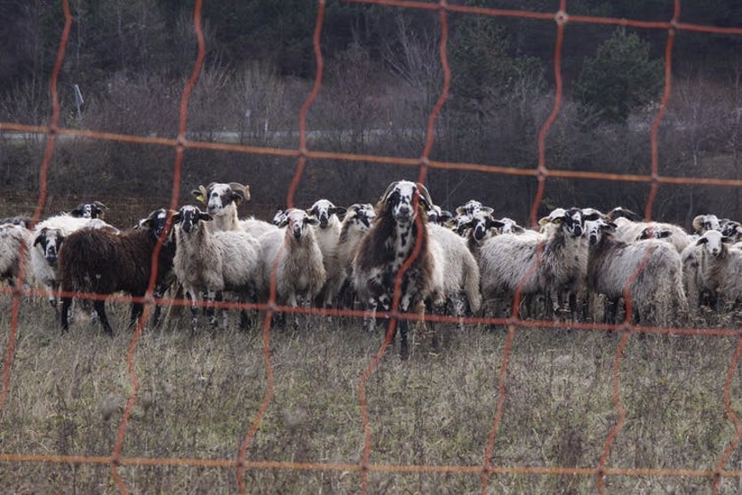 An electric fence can be an effective deterrent to prevent predators from entering a pasture.