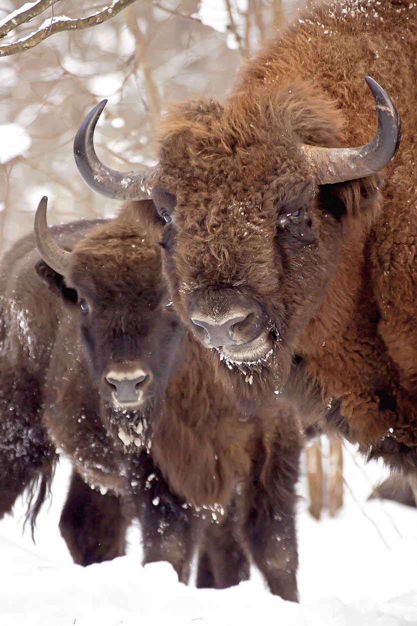 181016 bison 2