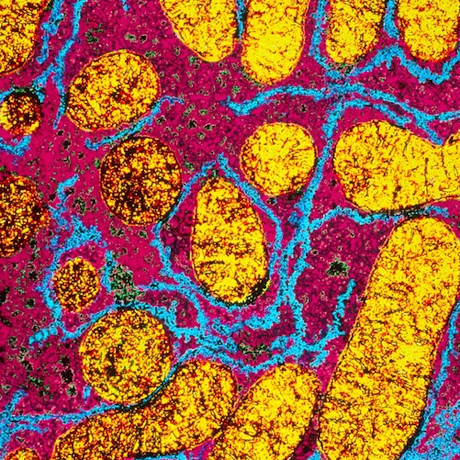 Liver cell innards - Cosmos Magazine