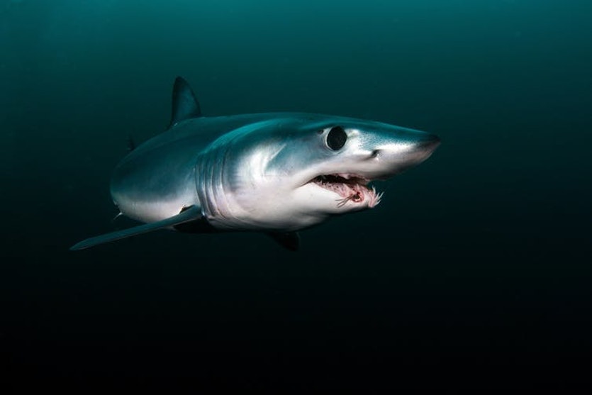 Sharks have a directional sense of smell.