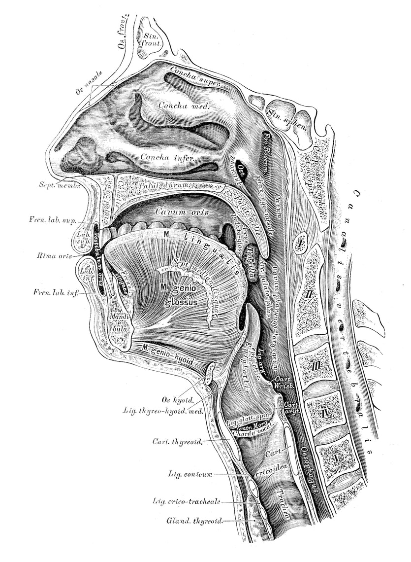 This anatomical illustration only hints at the extraordinary complexity of what goes on inside a nose.