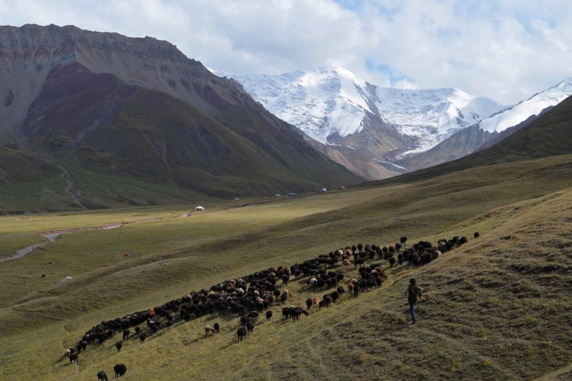 Turduev’s grandson, 15-year-old yhalbek baktybekuulu, herds a flock in a high pasture.
