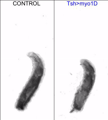 The movement of a normal fruit fly larva (left) and one expressing Myosin 1D in its normally symmetrical epidermis. The modified larva is twisted and moves via directional ‘barrel rolls.’