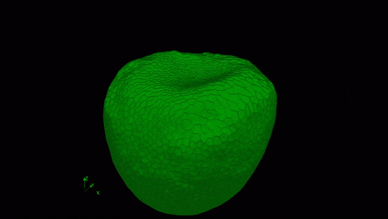 A computer simulation showing the development of a three dimensional embryonic proto-eye.