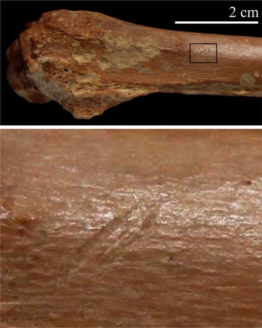 Stone tool cut marks on animal skeleton.
