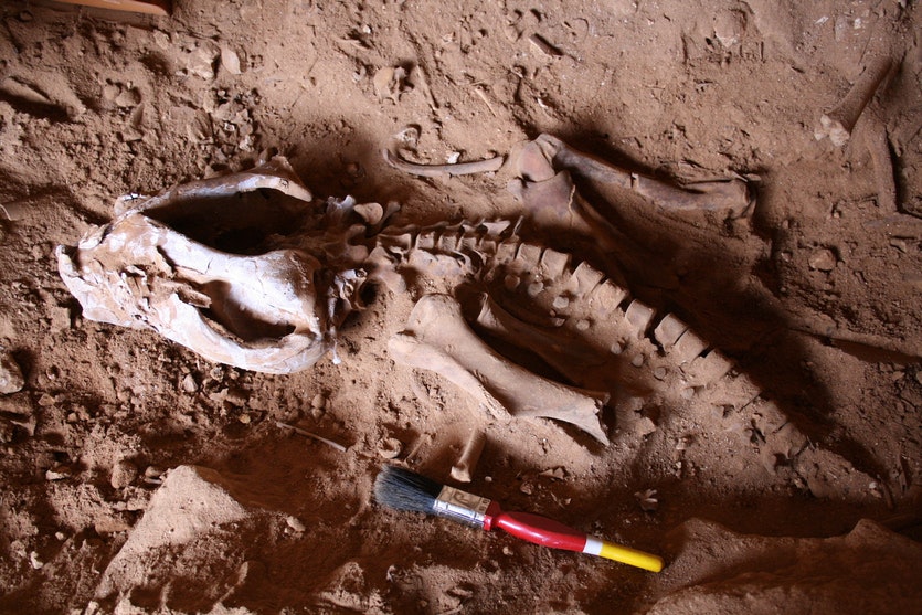 Marsupial lion bones in situ, during a dig in Naracoorte in South Australia.