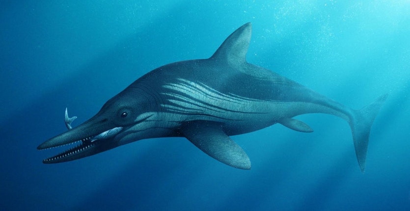 An artist's impression of the ichthyosaur.