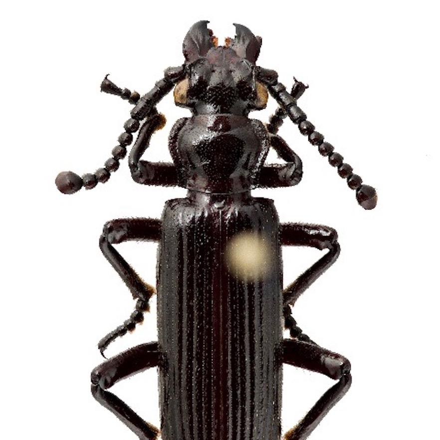 190116 beetle pr