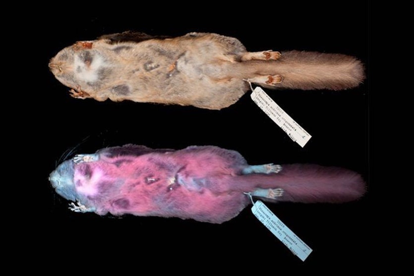 Flying squirrel skins reveal the dramatic difference between visible and ultraviolet light exposure.