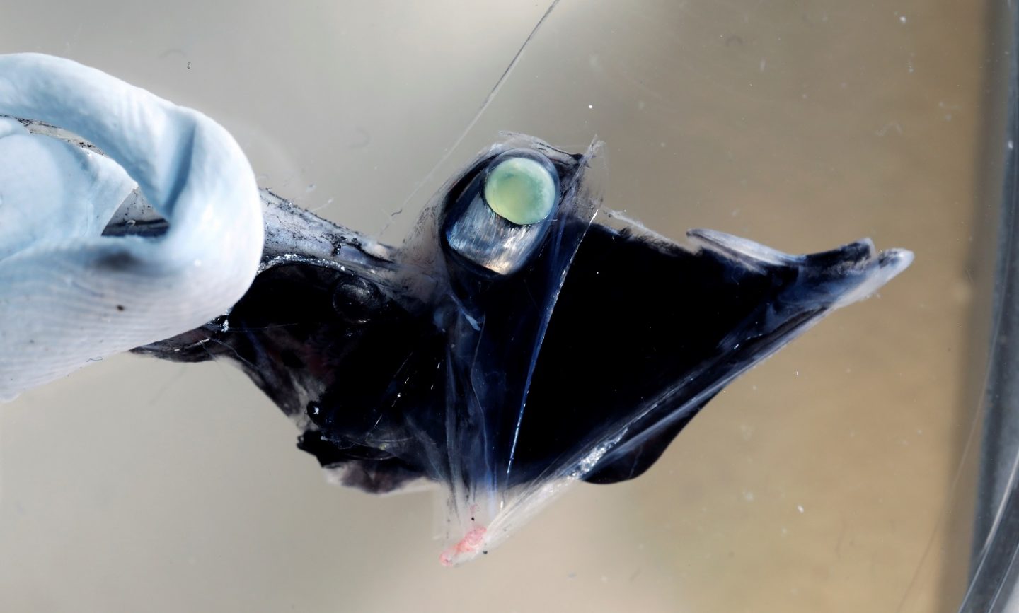 The tub-eye fish (Stylephorus chordatus) was found to use five different rod opsins within its eyes. The long cylindrical shape of the eyes increases light capture and also enables the fish to move them from a horizontal to a vertical position. 