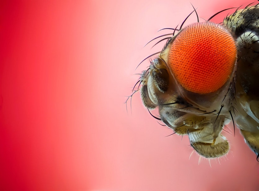 190510 fruit fly siesta gene full