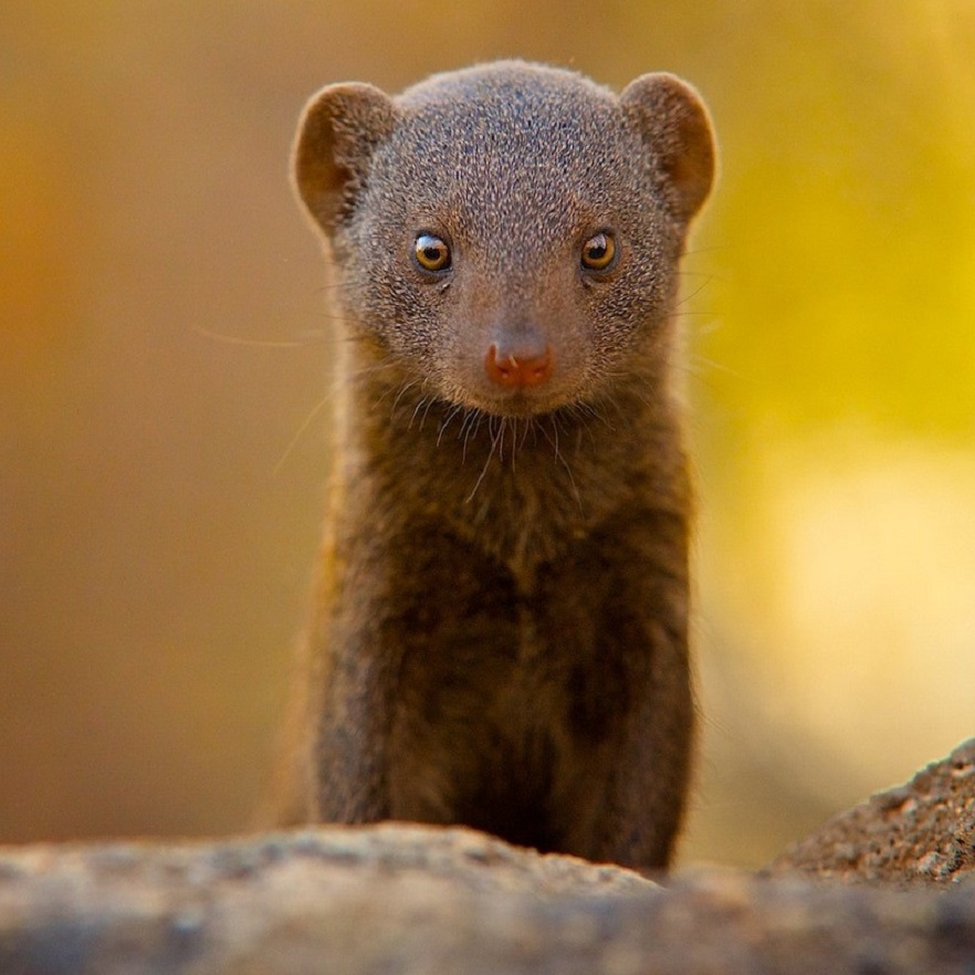 Trust a mongoose in times of trouble