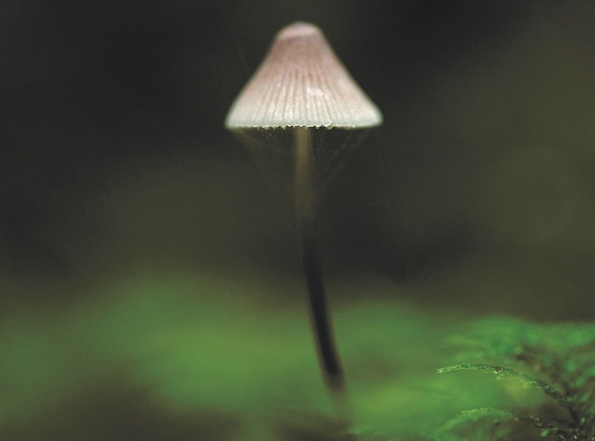 190621 fungus image 2