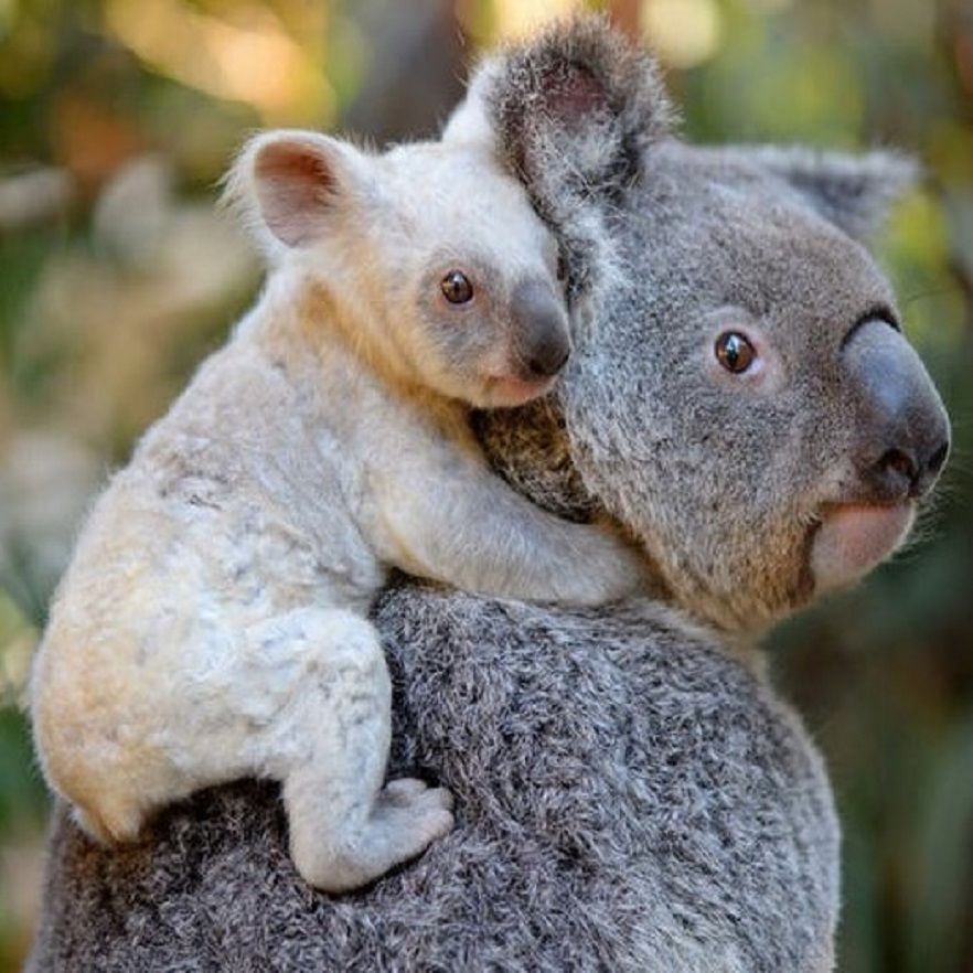 A pregnancy test for endangered marsupials