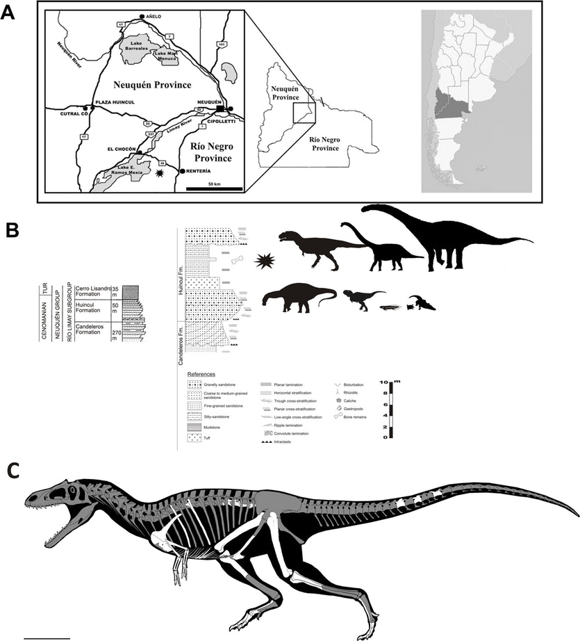 New Dinosaur Species Had Tiny Arms Like T Rex Cosmos Magazine