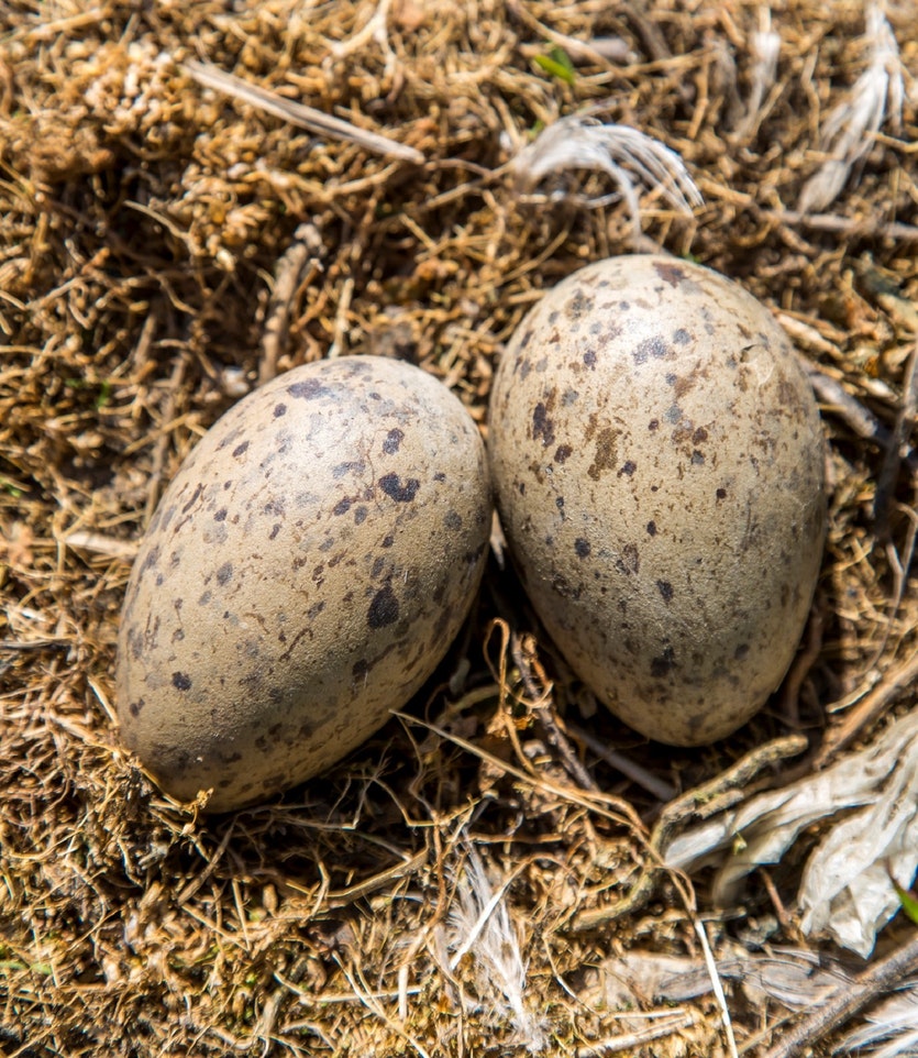 190722 gull eggs full