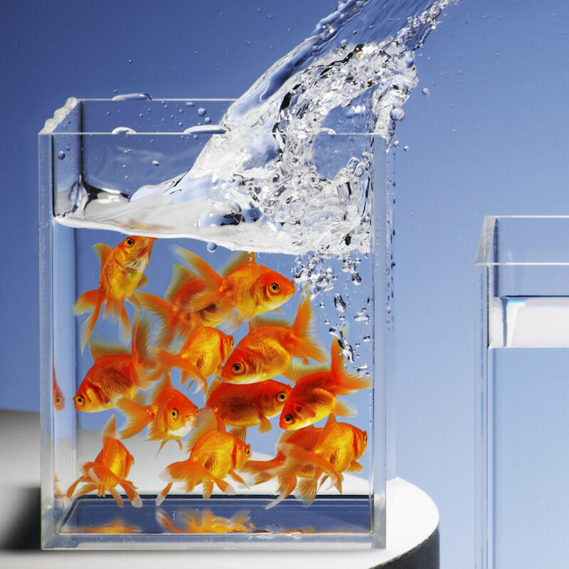 do-goldfish-really-grow-to-the-size-of-their-tank