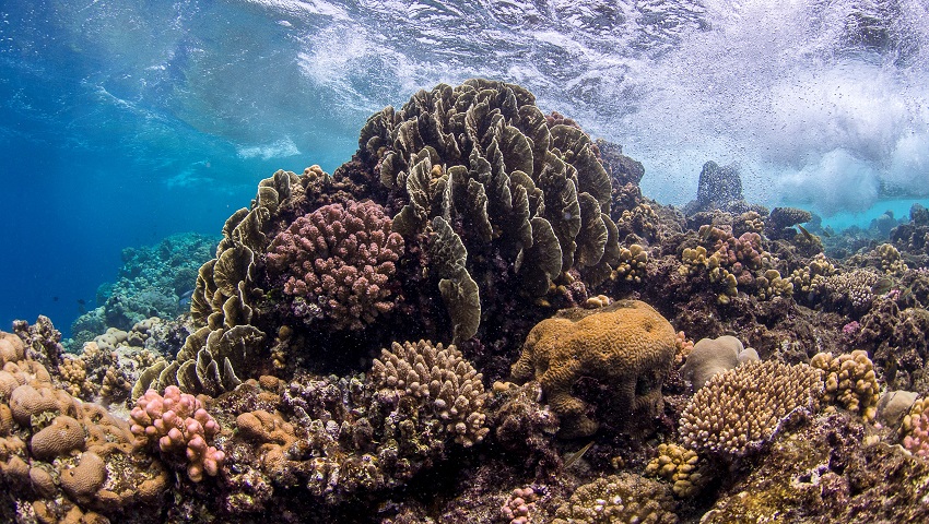 As we lose reefs we lose much more than corals – this research could help inform marine conservation efforts.
