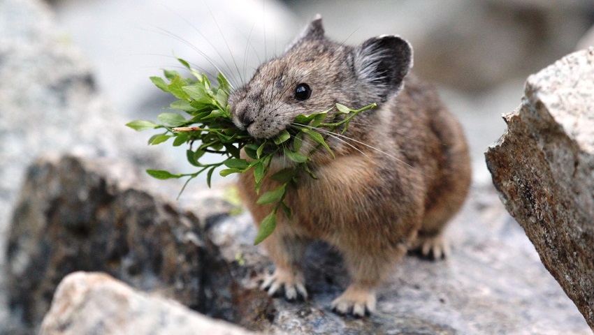 Geography impacts pika distribution