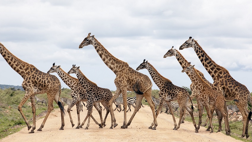 Darker coloured spots in male giraffes appear to be related to their social behaviour rather than age.