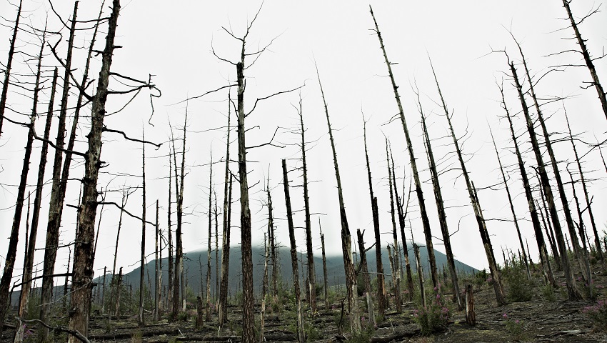 Increasing numbers of forests are dying from climate change and heat stress.