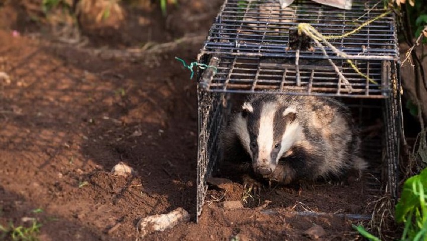 Badger culling prompted the animals to cover 61% more land.