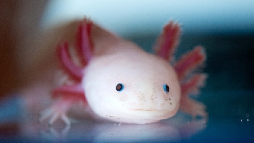 The salamander has the ability to regrow entire limbs following a trauma. 