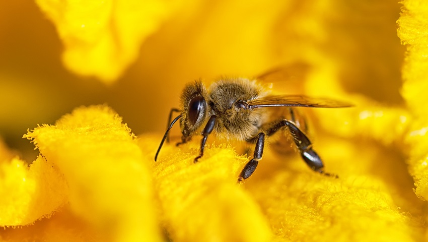 Research shows honeybees are even better at Maths if they're punished for getting the answer wrong.