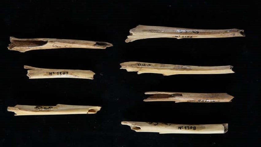 Rabbit long bone tubes from a cave site in southern France. It's likely the ends were snapped off to extract the marrow. 