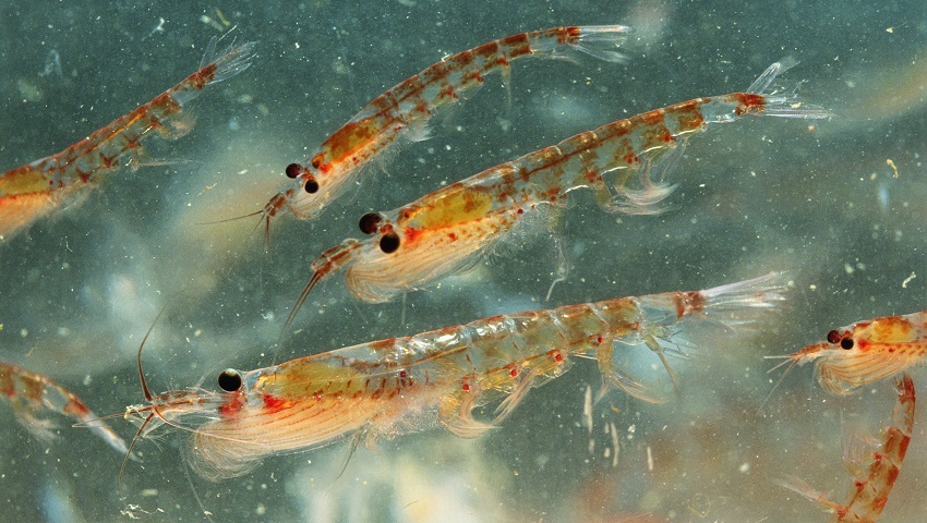 but krill are vital part of removing carbon from the atmosphere. 