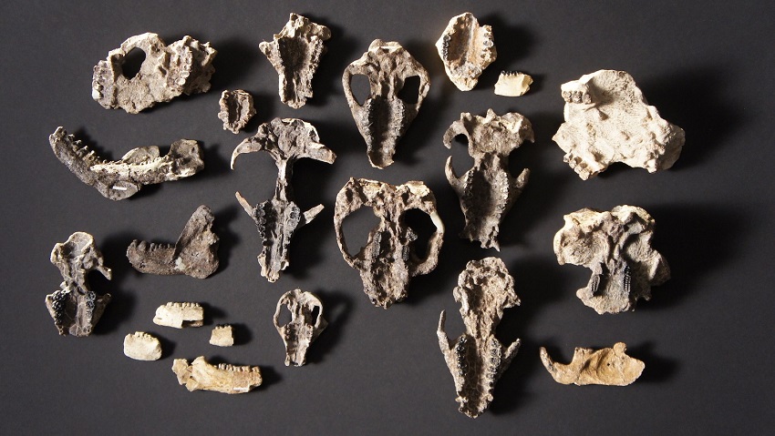 An overhead shot of the prepared mammal skull fossils and lower jaw retrieved from Corral Bluffs.